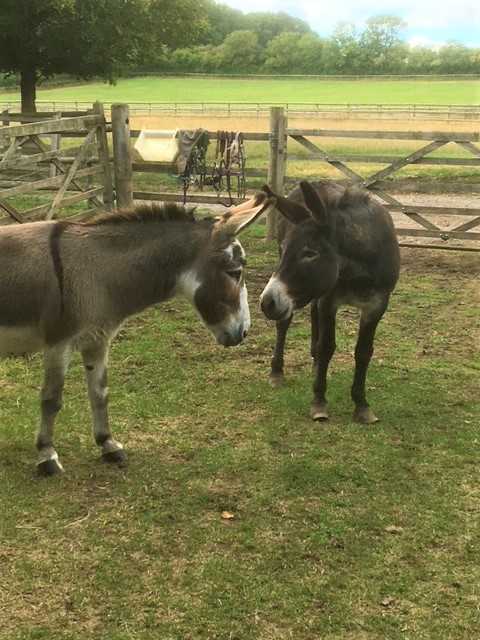 Donkey Care - What every UK owner needs to know